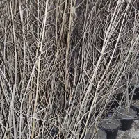 شهر نهال مرکز فروش نهال اصیل|خدمات باغبانی و درختکاری|کرمانشاه, |دیوار