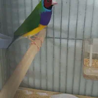 یک جفت فنچ گلدین|پرنده|کبودرآهنگ, |دیوار