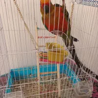 سخنگو خورشیدی