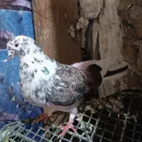 کبوتر|پرنده|کرج, کرج نو|دیوار