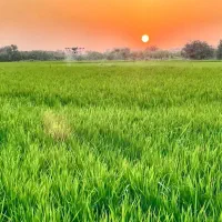 سمپاشی هوایی با پهپاد|خدمات باغبانی و درختکاری|شوشتر, |دیوار