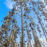 صنوبر|گل و گیاه طبیعی|میاندوآب, |دیوار