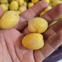 فروش پاجوش بچه نخل برحی درجه1