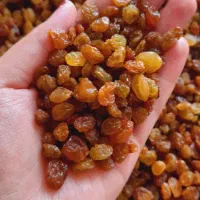 کشمش طلایی تیزآبی