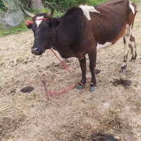 گاوچالوسی جوان عروسک