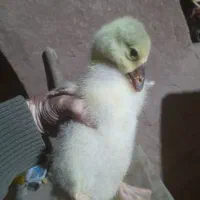 قدمگاه جوجه قوغاز، بوقلمون، اردک، خروس