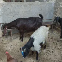 بز درشت پاکستانی|حیوانات مزرعه|مشهد, شهرک شهید باهنر|دیوار