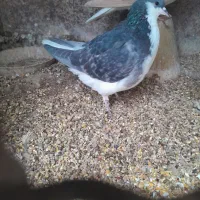 دمگیر ماده زره ای/سیاه پشت|پرنده|اصفهان, جلالیه|دیوار