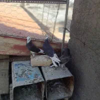 جوجه کبوتر تازه دون خور|پرنده|ابریشم, |دیوار