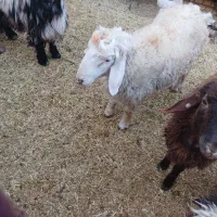 بره  بزغاله  کشتی