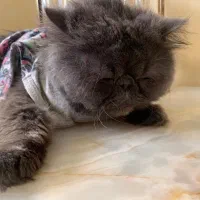 گربه|گربه|تهران, دهم فروردین|دیوار