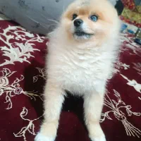 پامر خرسی نر عقیم نشده|سگ|اردبیل, |دیوار