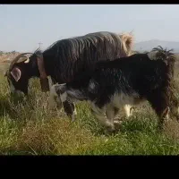 بز ترکی کهره دا شکم دوم شیردار 3ماه آبستن روزگاری