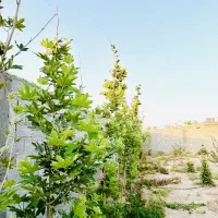 خانه-باغ-باغچه-گلیون