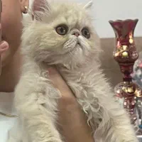 گربه پرشین سوپر فلت کاراملی|گربه|یزد, |دیوار