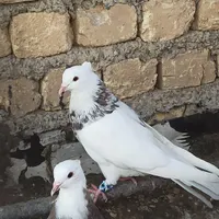 طوقی|پرنده|ابریشم, |دیوار