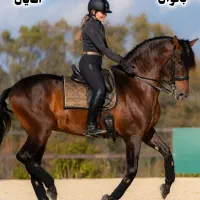 آموزش سوارکاری