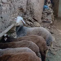 قوچ افشاری سبز|حیوانات مزرعه|مشهد, آبکوه|دیوار