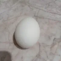 تخم غاز نطفه دار همراه با چهار عدد غاز فروشی