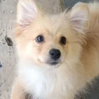 سگ نژاد پامر اشپیتز  نر ۴ماهشه  برا قیمت پیام بدید