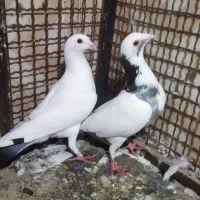 کفتر