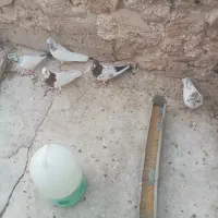 چند عدد پرنده