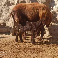 ۷راس میش بره دار گوسفند آبستن دوقلو بره قوچ میش بز