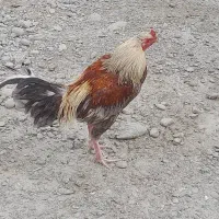 خروس