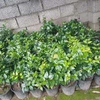 یاس هلندی|گل و گیاه طبیعی|کلاچای, |دیوار
