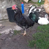 تخم مرغ و جوجه گلین لری فول کیفیت