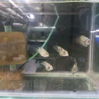 سالن تکثیر و پرورش ماهی زینتی|ماهی|کرج, حصارک پایین|دیوار