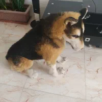 سگ زیبا شکاری