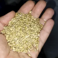 گندم درجه یک