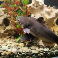 فروش آکواریوم ایتالیایی+تمام تجهیزات+ماهی های برند|ماهی|اردبیل, |دیوار