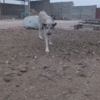 واگذاری پژدر