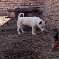سگ پاکوتاه نر