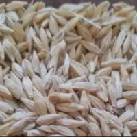 جو بهاره آبی مخصوص بذر