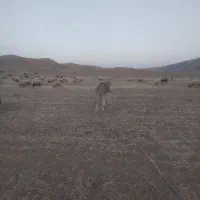 الاغ ماده با کره ماده|حیوانات مزرعه|کوهدشت, |دیوار