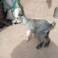 نری گوش بلند با یک عدد کره ماده