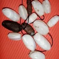 مهره سلیمانی هبهاب