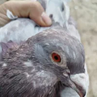 کبوتر المانی