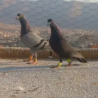 3تا کفتر پلاکی