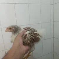 ۶عددنیمچه مرغ خروس ویاندوت اورنج وارداتی کلکسیونی|حیوانات مزرعه|تهران, شهرک رضویه|دیوار