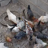 مرغ محلی|حیوانات مزرعه|سی‌سخت, |دیوار