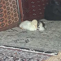 اردک زیبا و باهوش وشیطون