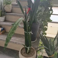 تعدادی گلدان سالم