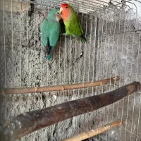 فنچ نرگسی شکلاتی با برزیلی|پرنده|قزوین, |دیوار