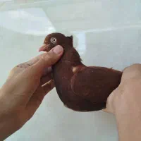 جفت سرخ آبادانی و دورگ