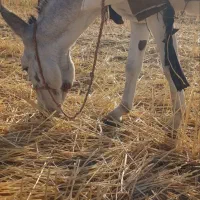 حیوانات