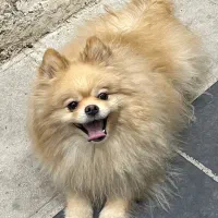 واگذاری سگ پامرانین